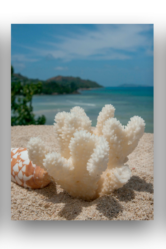 Corail Baie De Pasquiere Praslin Note Pad