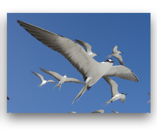 Seychelles Sooty Terns Birds Note Pad