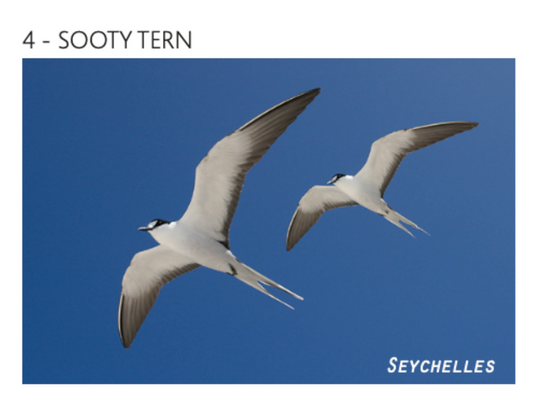 Seychelles Birds Magnets