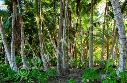 Forest, Desroches CANVAS PRINT (89×139cm)