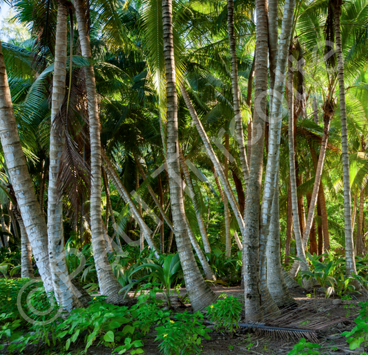 Forest, Desroches CANVAS PRINT (90×90cm)