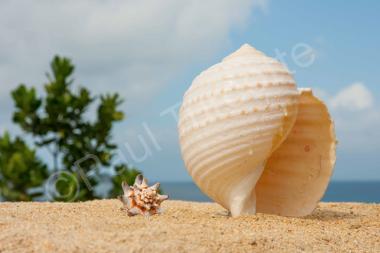 Shell CANVAS PRINT (83×140cm)